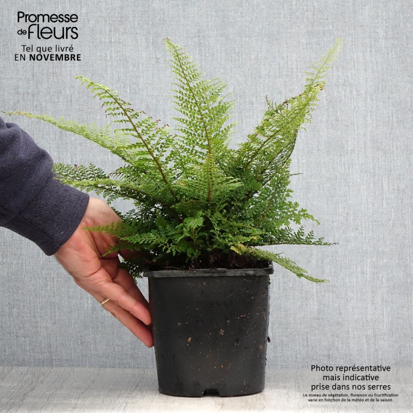 Polystichum setiferum Plumosum Densum - Soft Shield Fern 2L/3L pot sample as delivered in autumn