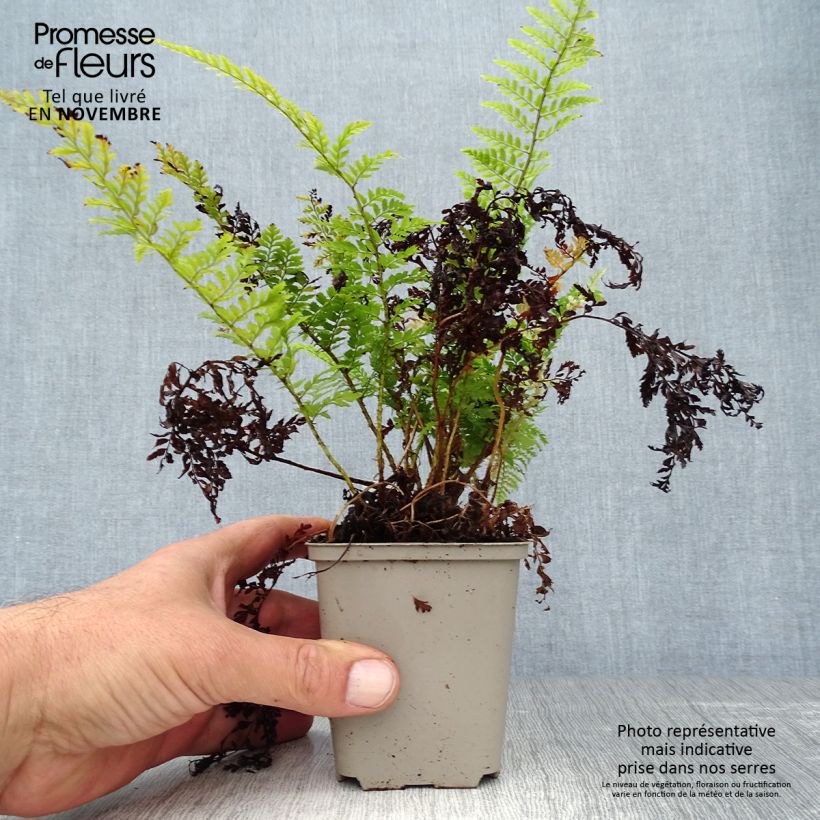 Polystichum setiferum Proliferum - Soft Shield Fern 8/9 cm pot sample as delivered in autumn