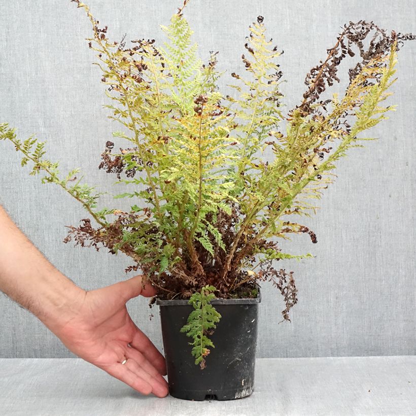 Polystichum setiferum Proliferum - Soft Shield Fern 2L/3L pot sample as delivered in autumn