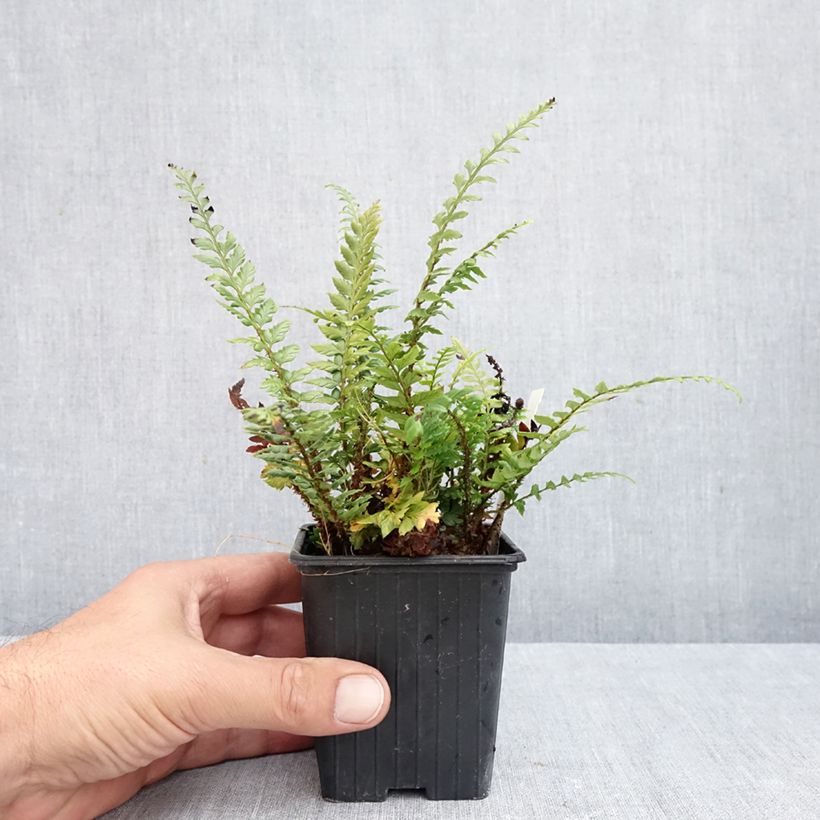 Polystichum polyblepharum Shiny Holly Fern - Lace Fern 8/9 cm pot sample as delivered in autumn