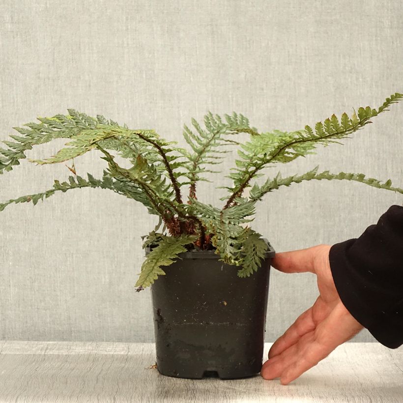 Polystichum polyblepharum Shiny Holly Fern - Lace Fern 2L/3L pot sample as delivered in autumn