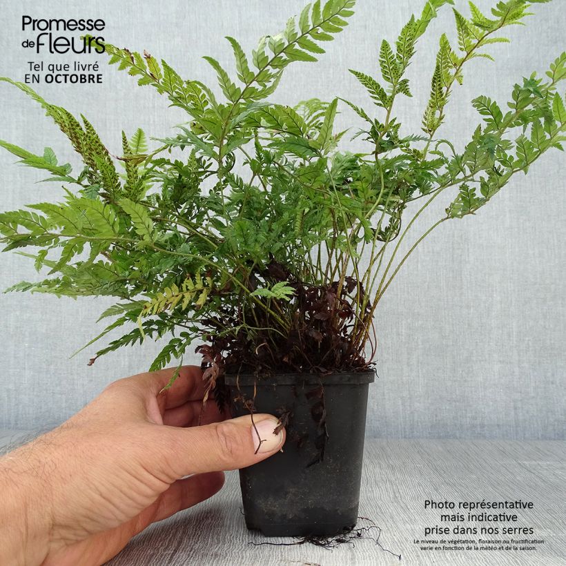 Polystichum tsus-simense - Korean Rock Fern 8/9 cm pot sample as delivered in autumn