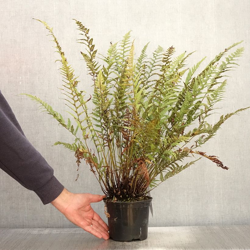 Polystichum tsus-simense - Korean Rock Fern 2L/3L pot sample as delivered in autumn