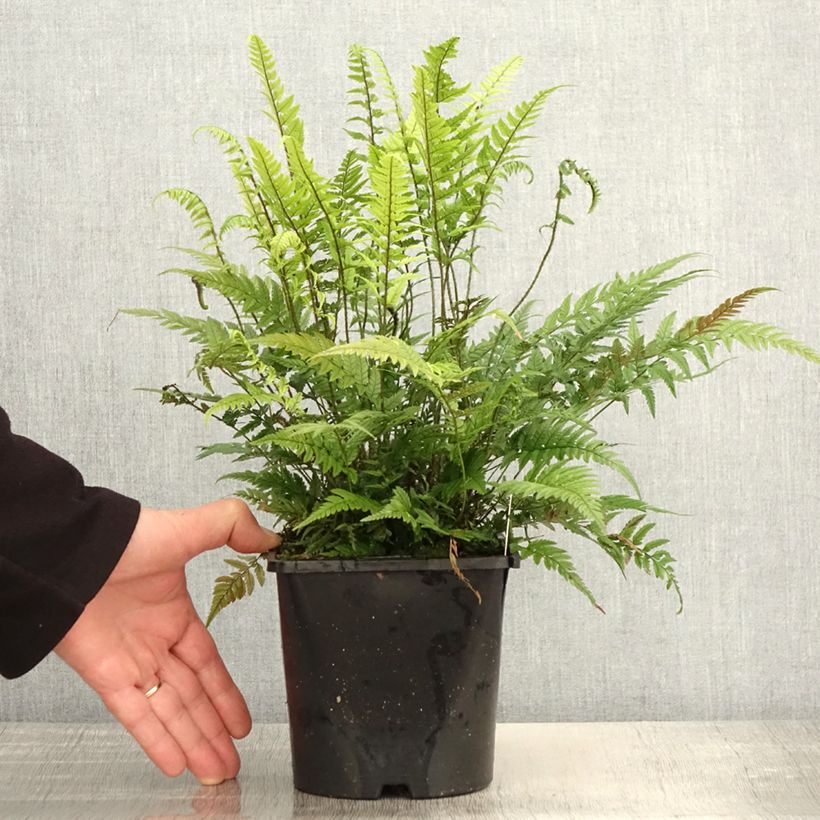 Polystichum tsus-simense - Korean Rock Fern 2L/3L pot sample as delivered in spring