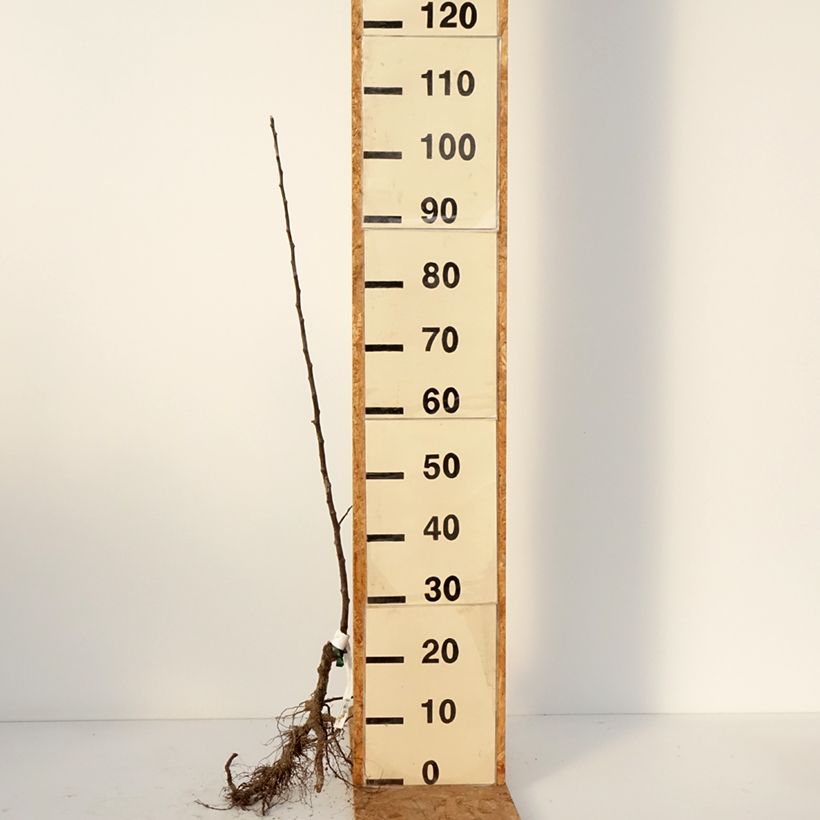 Cider Apple Tree Locard Vert - Malus domestica Bare root, Scion sample as delivered in winter