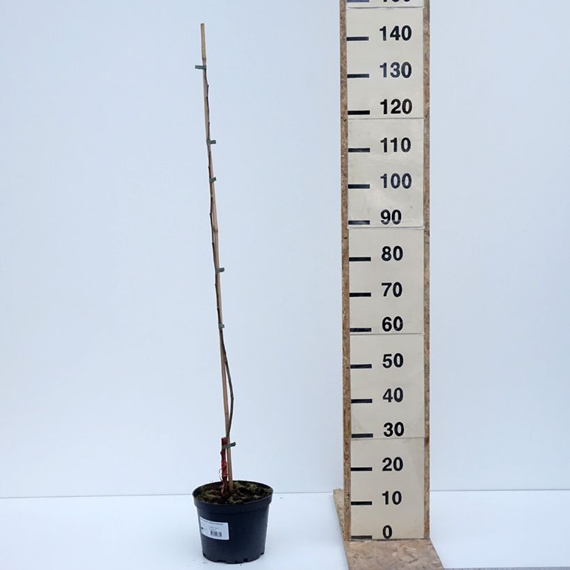 Apple Tree Ananas Berżenicki - Malus domestica 4L/5L pot, Goblet sample as delivered in winter