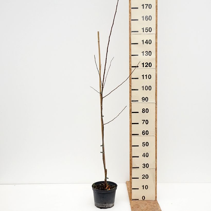 Apple Tree Ananas Berżenicki - Malus domestica 4L/5L pot, Scion sample as delivered in autumn