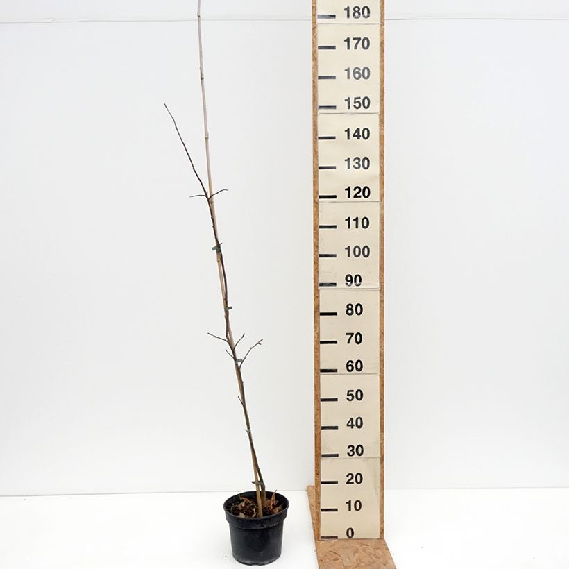 Apple Tree Antonówka Półtorapoundowa - Malus domestica 4L/5L pot, Scion sample as delivered in autumn