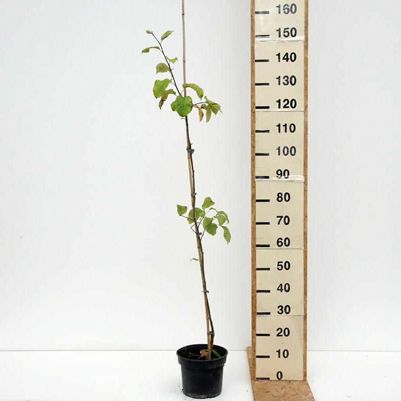 Apple Tree Antonówka Półtorapoundowa - Malus domestica 4L/5L pot, Goblet sample as delivered in summer