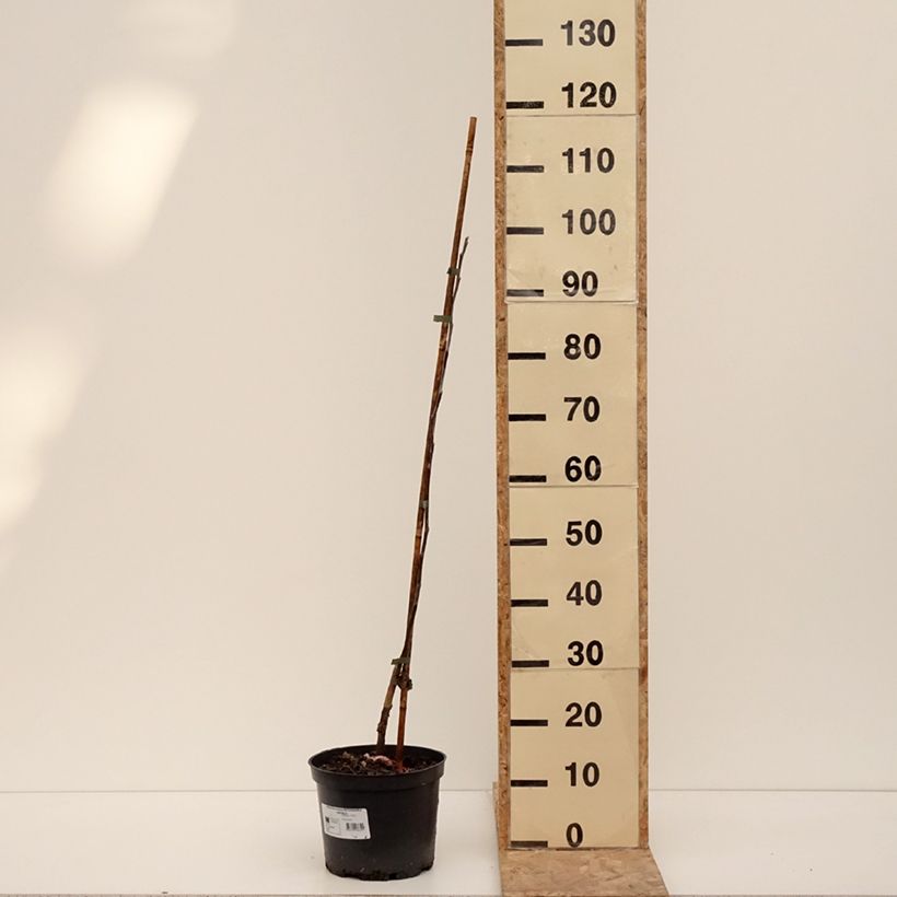 Apple Tree Antonówka Zwykła - Malus domestica 4L/5L pot, Goblet sample as delivered in winter