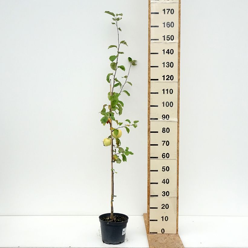 Apple Tree Antonówka Zwykła - Malus domestica 4L/5L pot, Goblet sample as delivered in summer