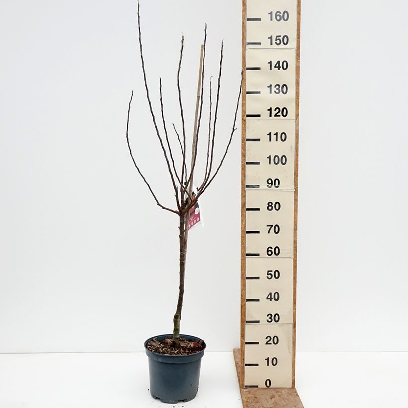Apple Tree Ariane - Malus domestica 7.5L/10L pot, Goblet sample as delivered in winter