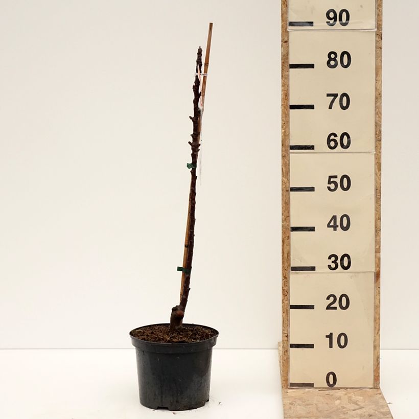 Malus Ballerina Red Leaf - Ballerina Apple Tree 4L/5L pot sample as delivered in winter