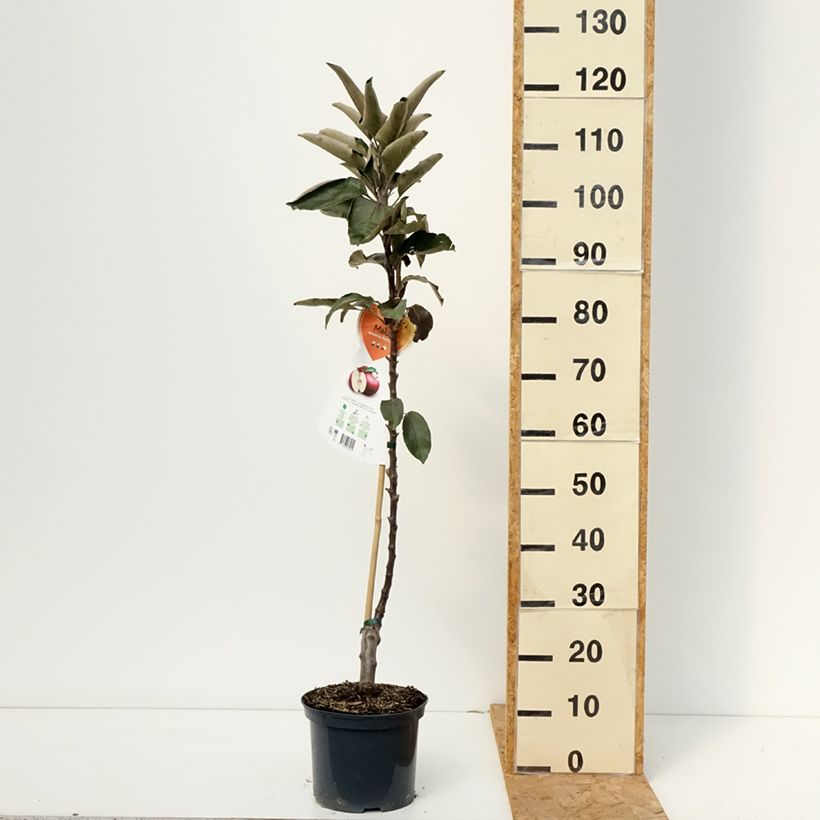 Malus Ballerina Red Leaf - Ballerina Apple Tree 4L/5L pot sample as delivered in autumn