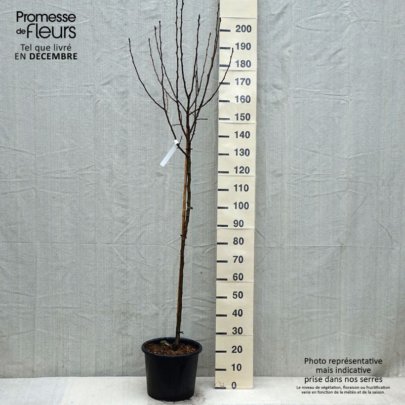 Apple Tree Belle de Boskoop - Malus domestica 7.5L/10L pot, Half standard sample as delivered in winter