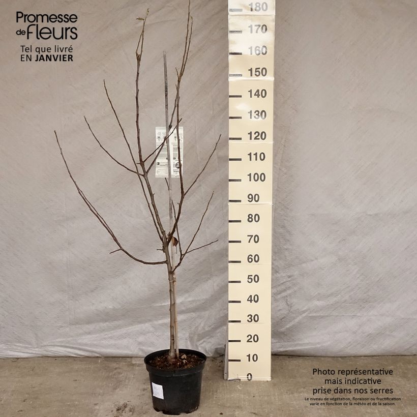 Apple Tree Belle de Boskoop - Malus domestica 7.5L/10L pot, Goblet sample as delivered in winter