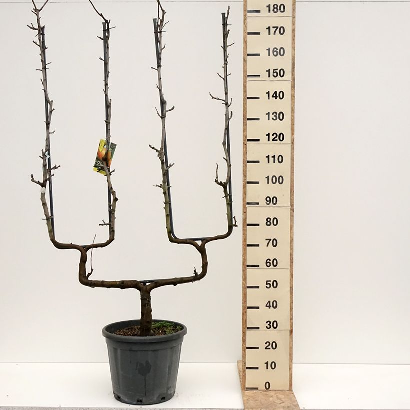 Apple Tree Belle de Boskoop - Malus domestica 7.5L/10L pot, Double u-shaped espalier sample as delivered in winter