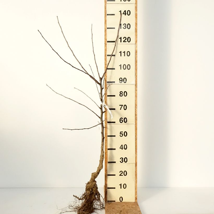 Apple Tree Belle de Boskoop - Malus domestica Bare root, Goblet sample as delivered in winter