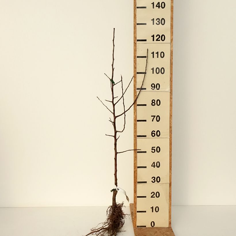 Organic Apple Tree Belle fille de la Creuse - Malus domestica Bare root, Scion sample as delivered in winter