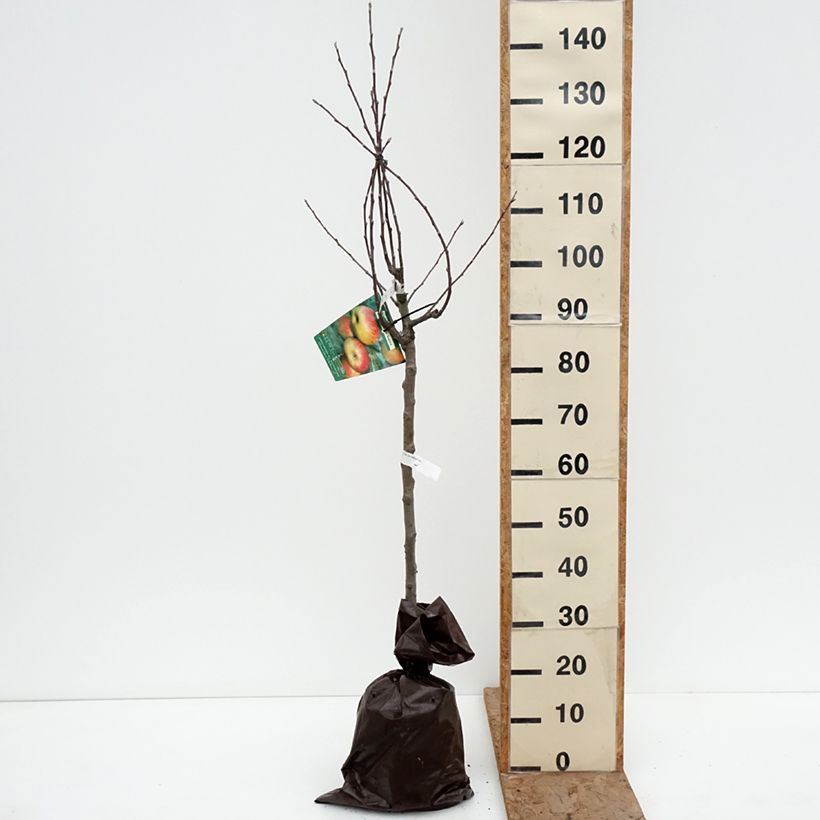 Apple Tree Belle fille de Salins - Malus domestica Ready-to-plant root ball, Goblet sample as delivered in winter