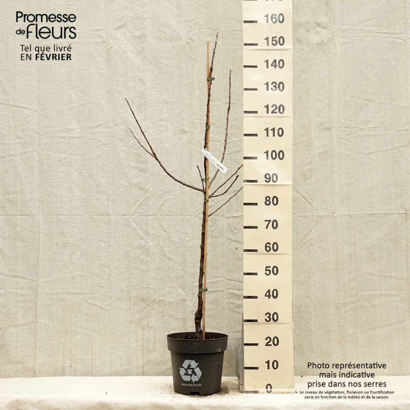 Red-fleshed Apple Tree Blush Rosette - Malus domestica 7.5L/10L pot, Goblet sample as delivered in winter