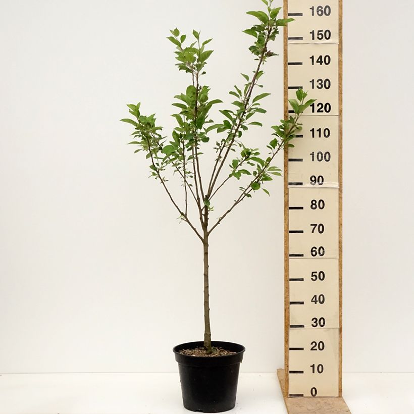 Red-fleshed Apple Tree Blush Rosette - Malus domestica 7.5L/10L pot, Goblet sample as delivered in spring