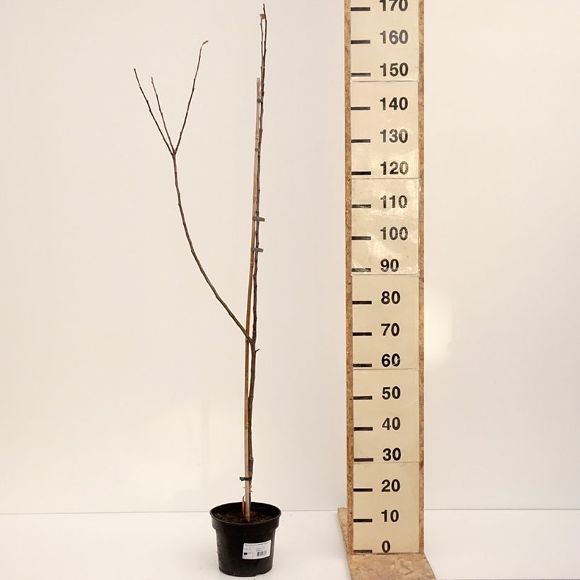 Apple Tree Bramley's Seedling - Malus domestica  4L/5L pot, Goblet sample as delivered in winter