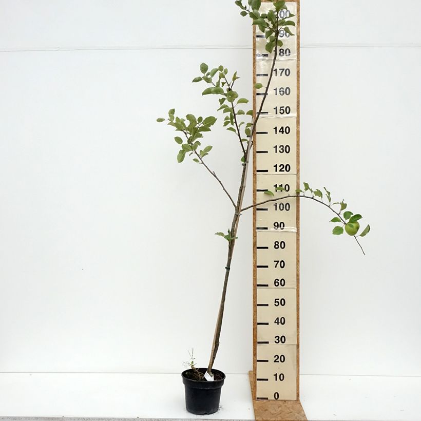 Apple Tree Bramley's Seedling - Malus domestica  4L/5L pot, Goblet sample as delivered in summer