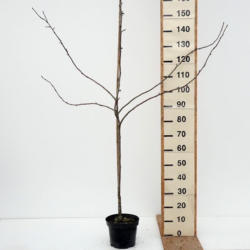 Apple Tree Charłamowskie - Malus domestica 4L/5L pot, Scion sample as delivered in winter