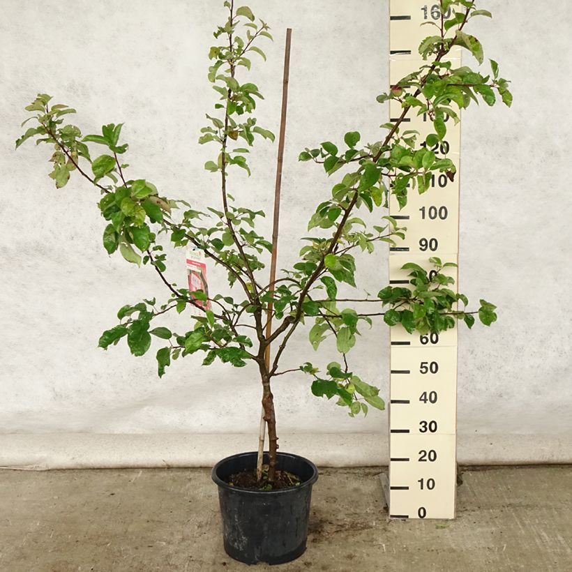 Apple Tree Choupette - Malus domestica 7.5L/10L pot, Goblet sample as delivered in summer