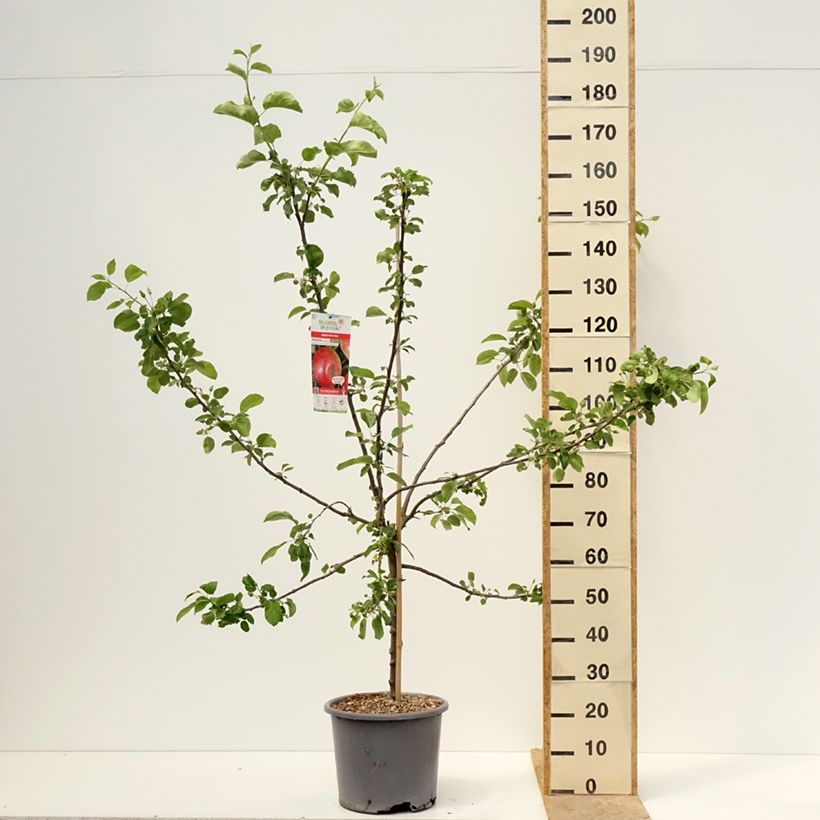 Apple Tree Choupette - Malus domestica 7.5L/10L pot, Goblet sample as delivered in spring