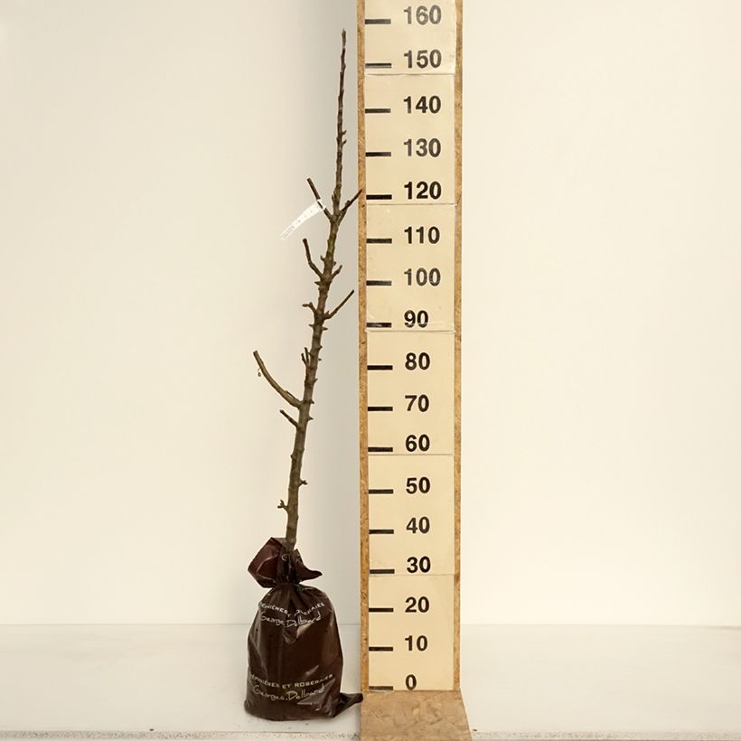 Columnar Apple Tree Azay-Le-Rideau - Malus domestica Ready-to-plant root ball, Columnar sample as delivered in spring