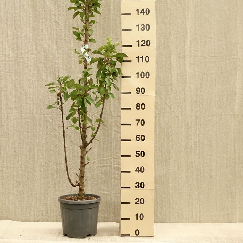 Apple Tree Bolero - Malus domestica 7.5L/10L pot, Columnar sample as delivered in autumn