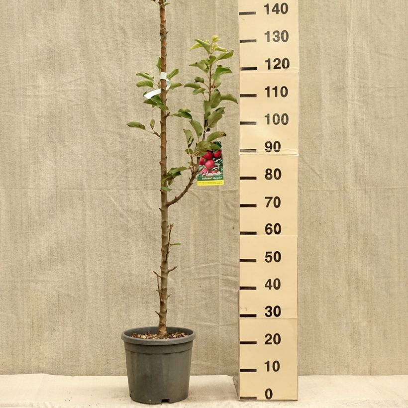 Columnar Apple Tree Ballerina Maypole - Malus domestica 7.5L/10L pot, Columnar sample as delivered in autumn