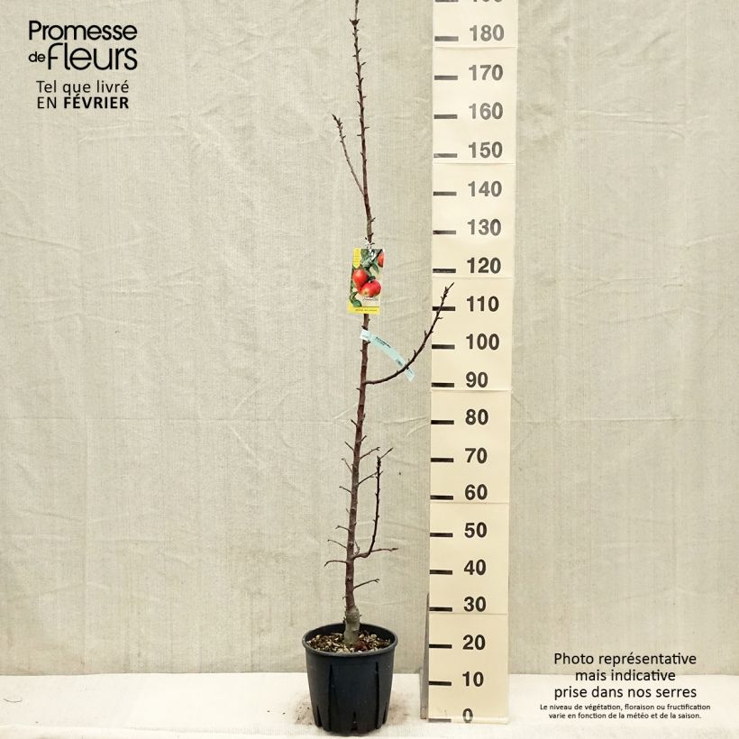 Columnar Apple Tree Ballerina Maypole - Malus domestica 7.5L/10L pot, Columnar sample as delivered in winter