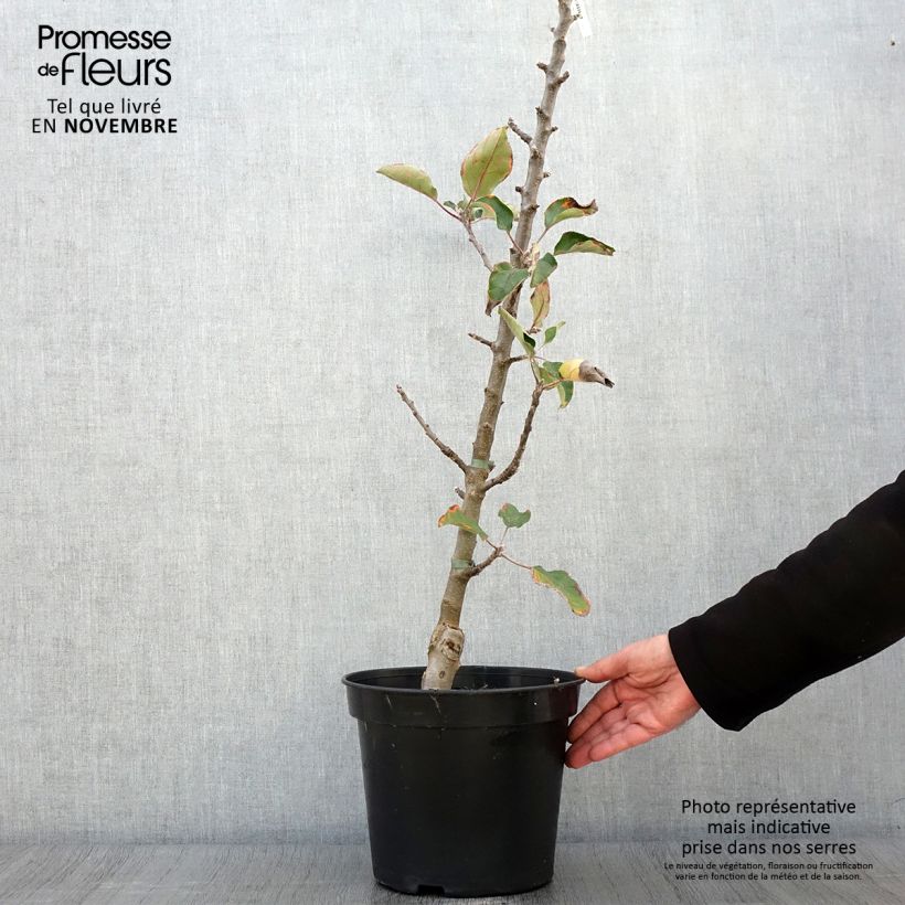 Columnar Apple Tree Ballerina Polka - Malus domestica 7.5L/10L pot, Columnar sample as delivered in autumn