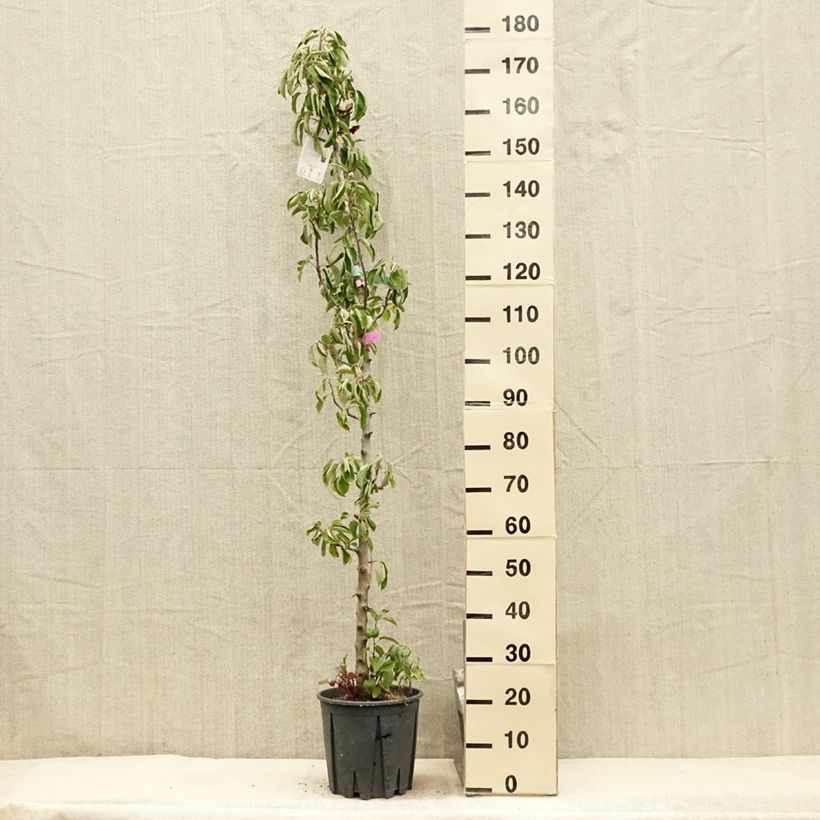Columnar Apple Tree Ballerina Polka - Malus domestica 7.5L/10L pot, Columnar sample as delivered in summer