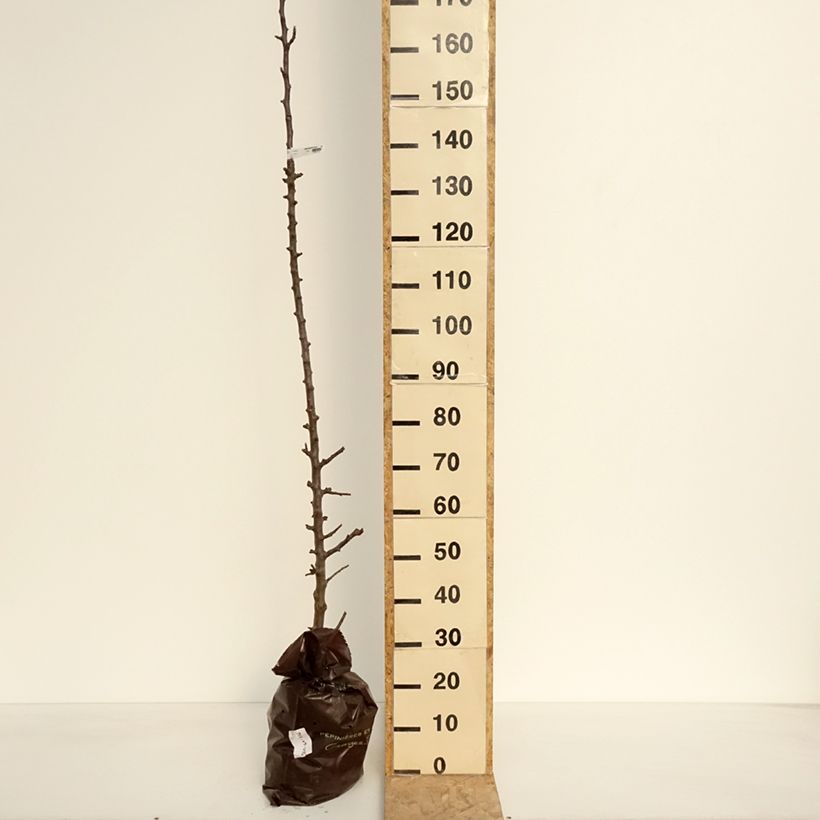 Columnar Apple Tree Chenonceau - Georges Delbard Ready-to-plant root ball, Columnar sample as delivered in spring