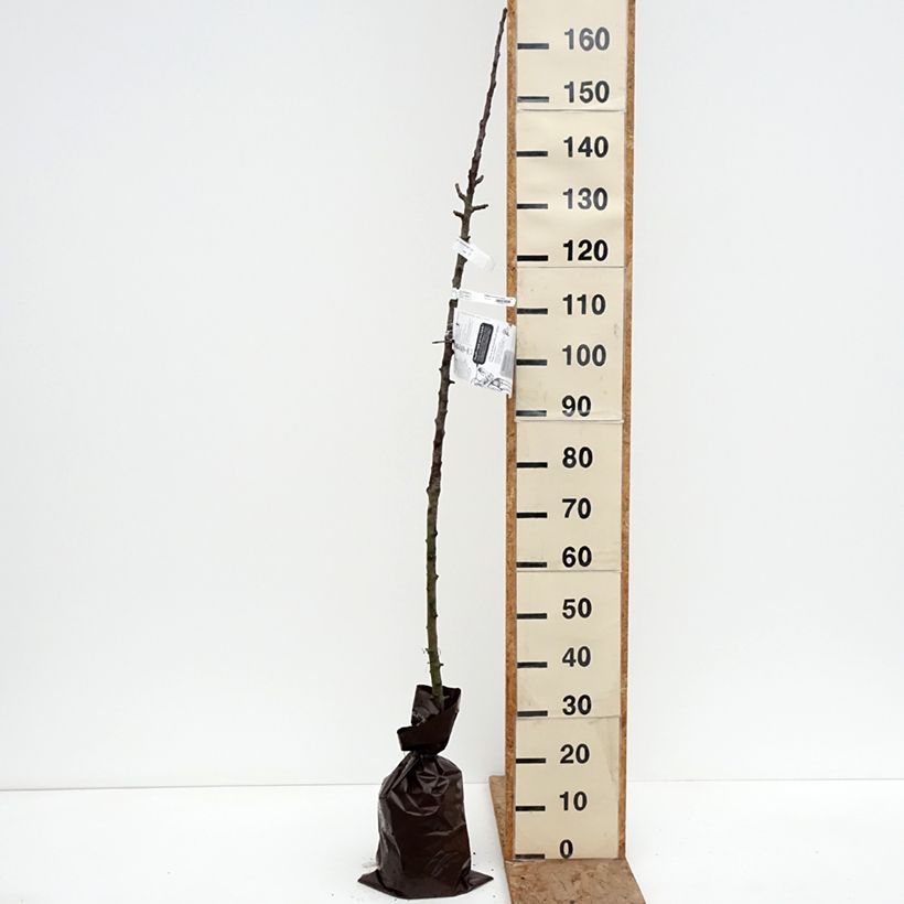 Columnar Apple Tree Cheverny- Georges Delbard Ready-to-plant root ball, Columnar sample as delivered in winter