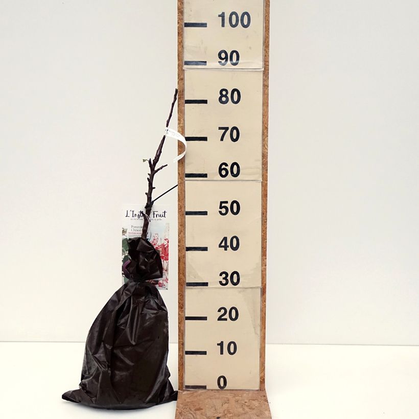 Columnar Apple Tree Chinon - Georges Delbard Ready-to-plant root ball, Columnar sample as delivered in autumn