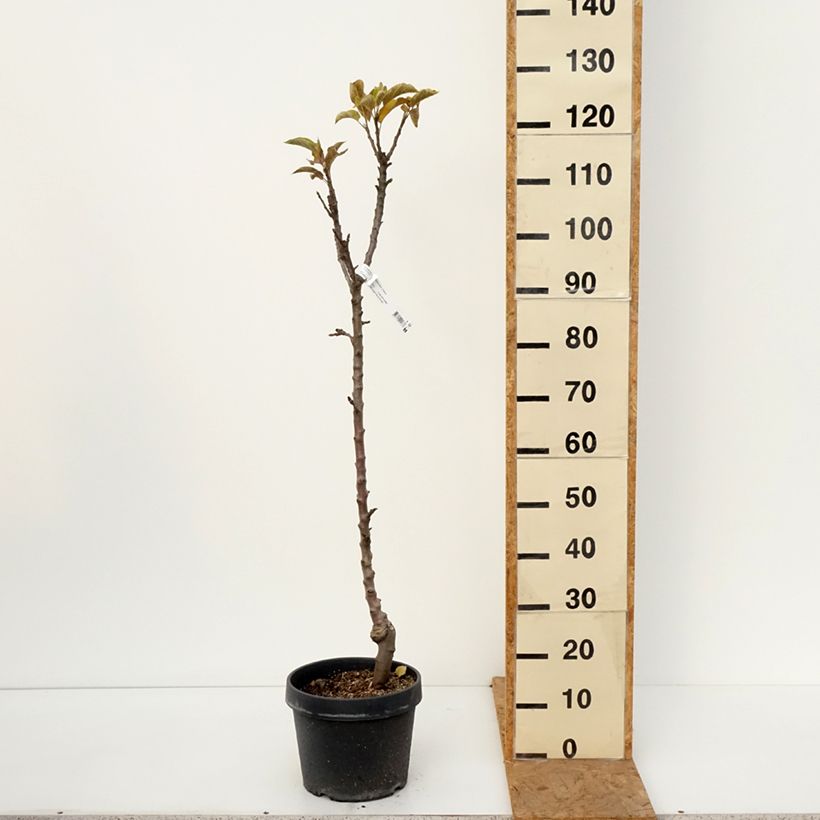 Columnar Apple Tree Chinon - Georges Delbard 7.5L/10L pot sample as delivered in autumn