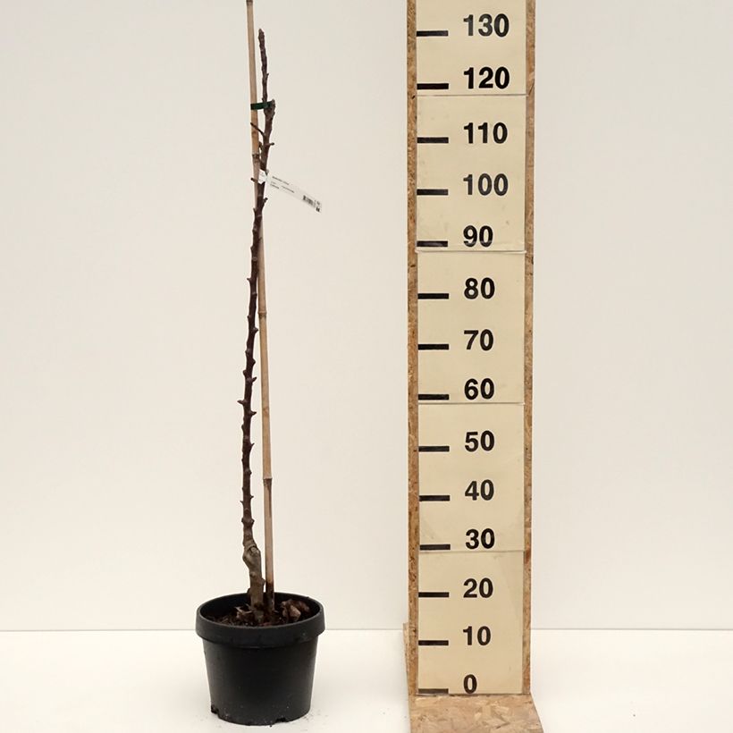 Columnar Apple Tree Chinon - Georges Delbard 7.5L/10L pot sample as delivered in winter