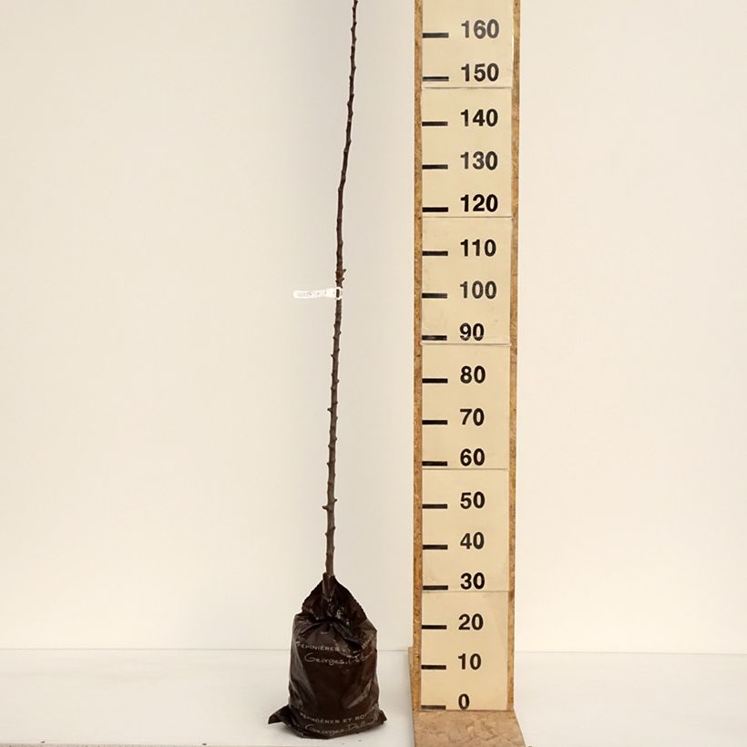 Columnar Apple Tree Courson - Malus domestica Ready-to-plant root ball, Columnar sample as delivered in spring