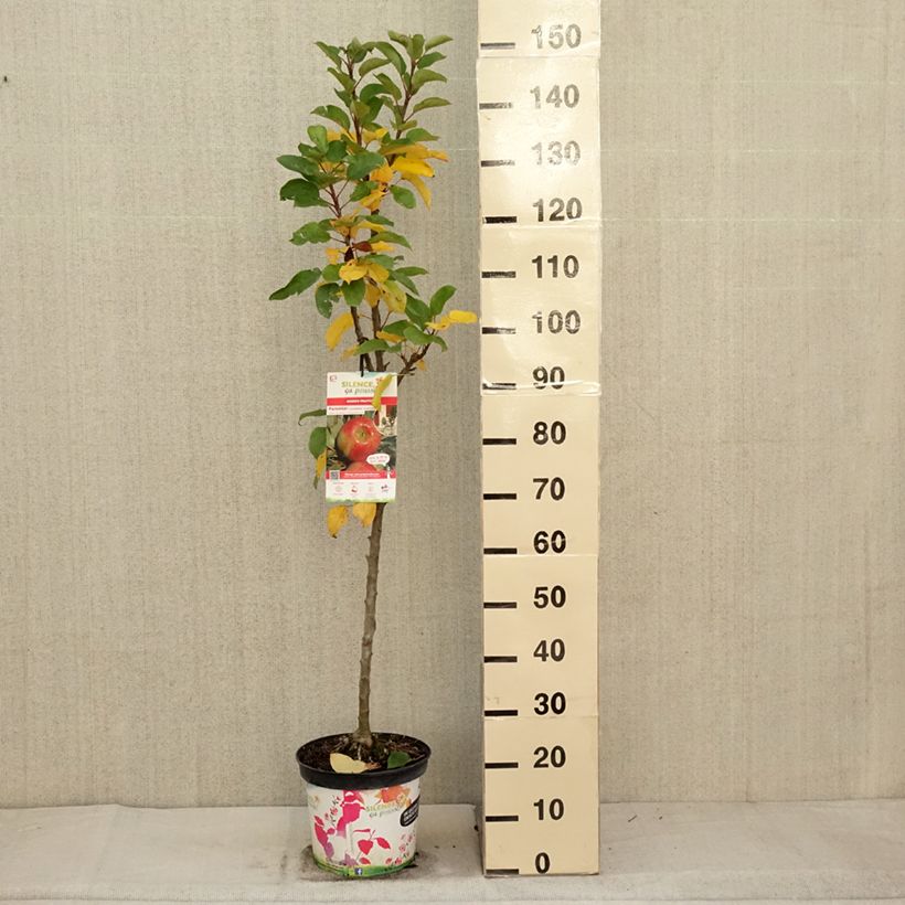 Columnar Apple Tree Rhapsodie - Malus domestica 6L/7L pot, Columnar sample as delivered in autumn