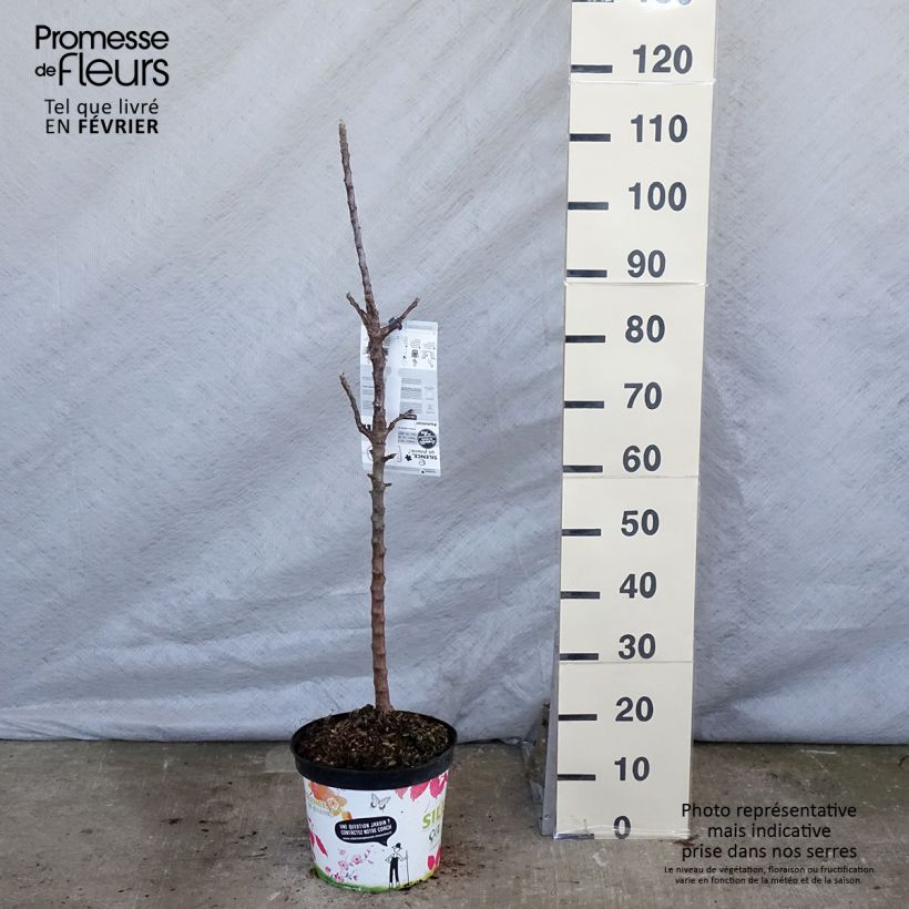 Columnar Apple Tree Rondo - Malus domestica 6L/7L pot, Columnar sample as delivered in winter