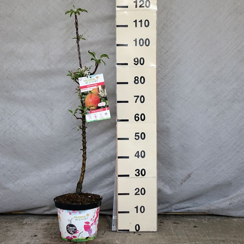 Columnar Apple Tree Rondo - Malus domestica 6L/7L pot, Columnar sample as delivered in spring