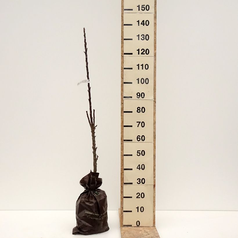 Columnar Apple Tree Villandry - Georges Delbard Ready-to-plant root ball, Columnar sample as delivered in winter