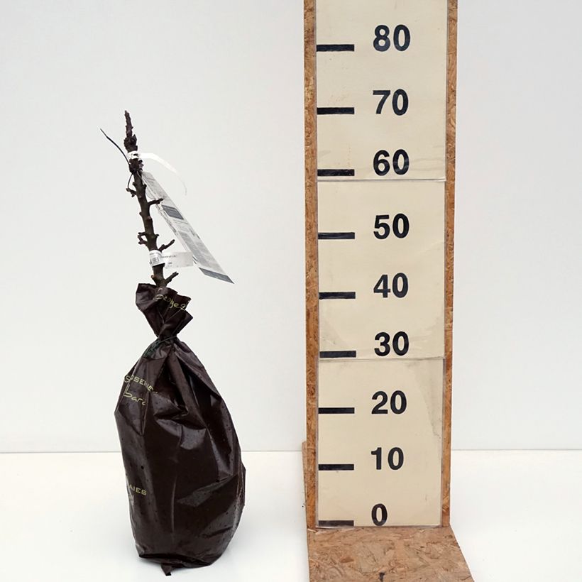 Columnar Apple Tree Villandry - Georges Delbard Ready-to-plant root ball, Columnar sample as delivered in autumn