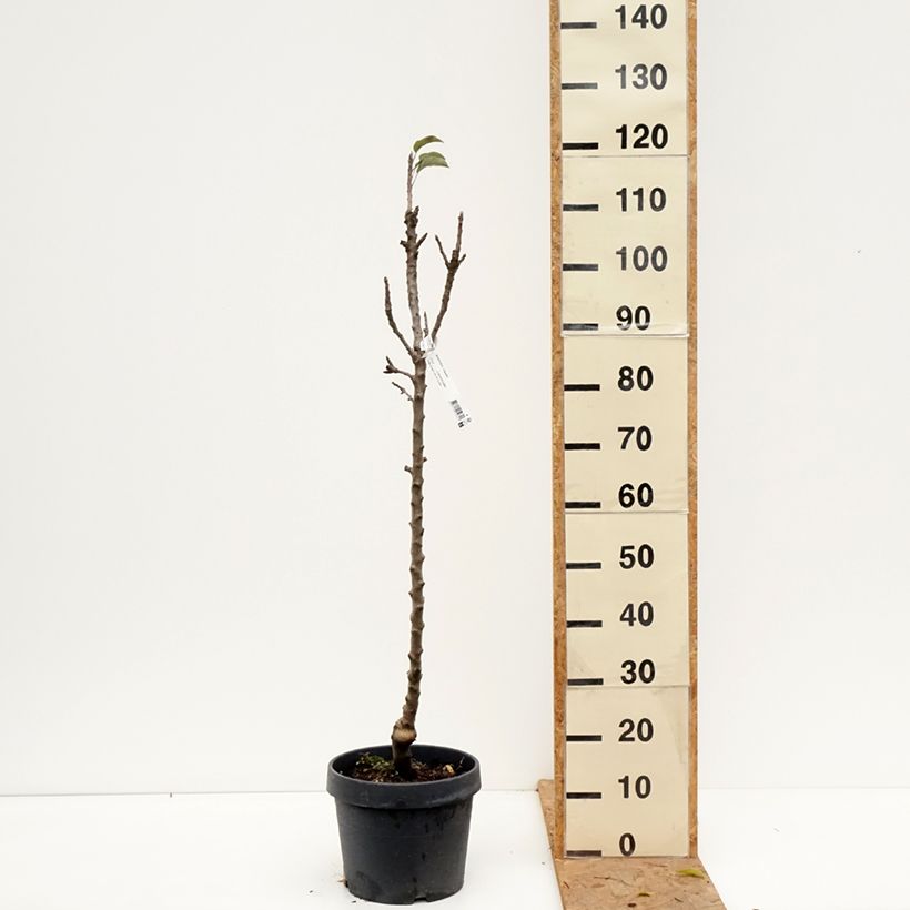 Columnar Apple Tree Villandry - Georges Delbard 7.5L/10L pot, Columnar sample as delivered in autumn