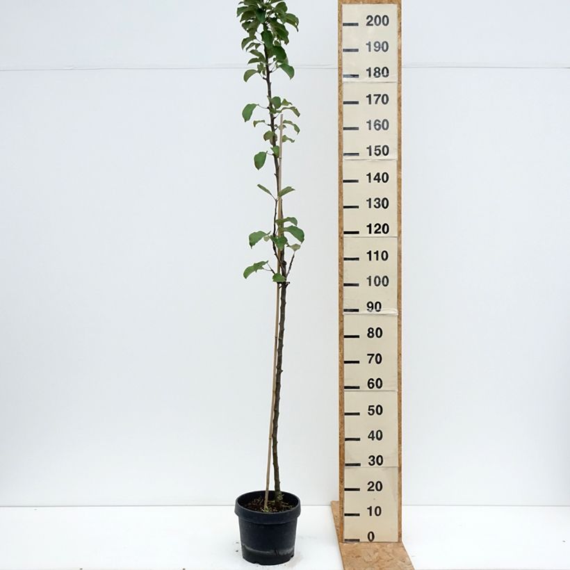 Columnar Apple Tree Villandry - Georges Delbard 7.5L/10L pot, Columnar sample as delivered in summer